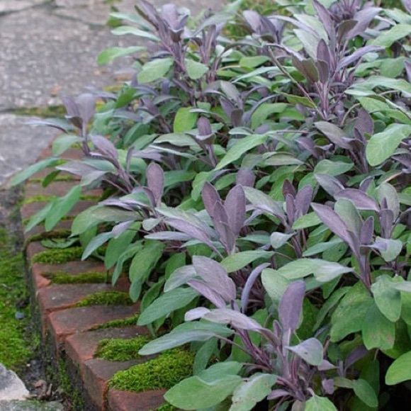 Organic Purple Garden Sage - Live Starter Plant - Picture 3 of 3